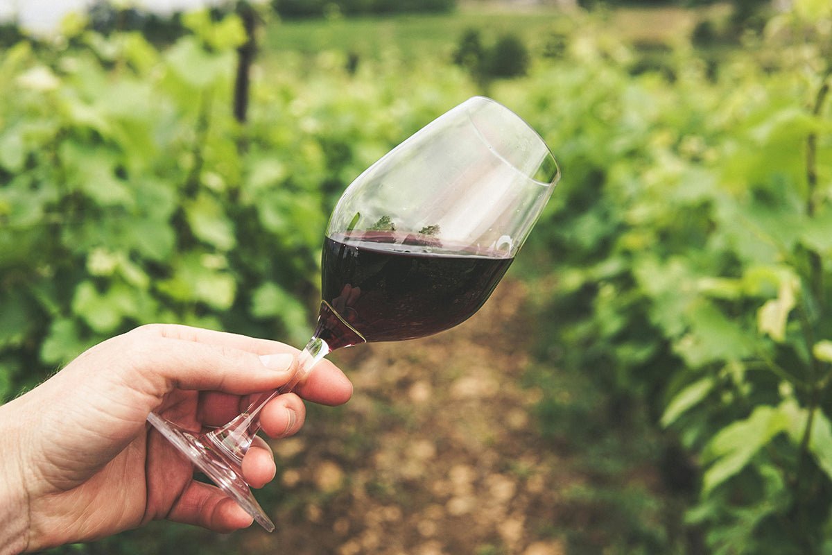 que es un vino tempranillo y sus características principales