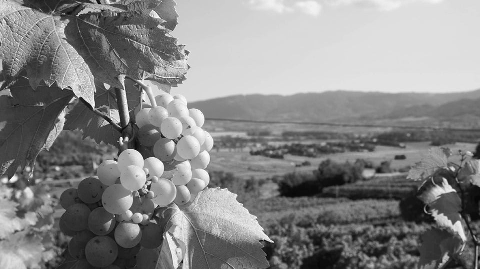 Vino Blanco Caceres